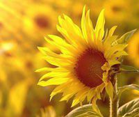 全國(guó)豆粕平均價(jià)格5.13元/公斤，同比上漲30.9%