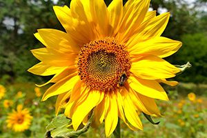 美國農(nóng)業(yè)部：上周美國對中國大陸裝運(yùn)約111萬噸大豆